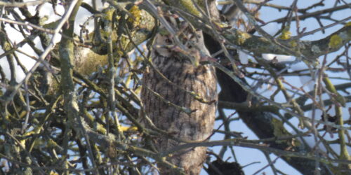 A long-eared owl in Vellmar-West 4